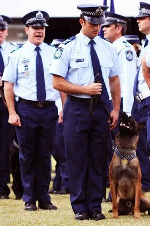 Belgian Shepherd Dog (Malinois) for sale by TYRR