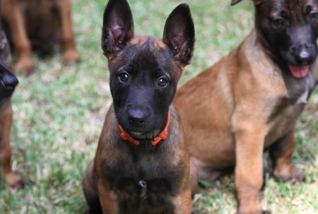 Belgian Shepherd Dog (Malinois) for sale by TYRR
