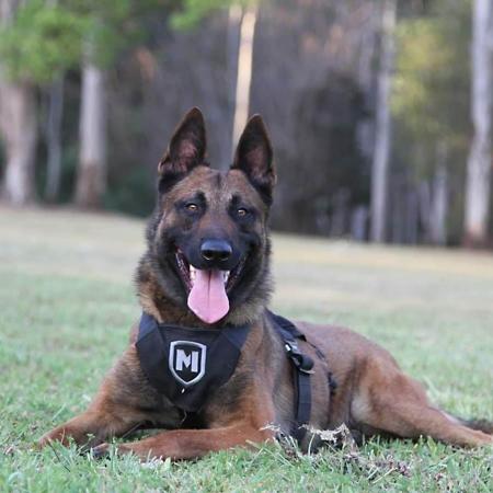 Belgian Shepherd Dog (Malinois) for sale by TYRR