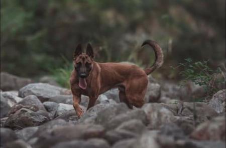 Belgian Shepherd Dog (Malinois) for sale by TYRR