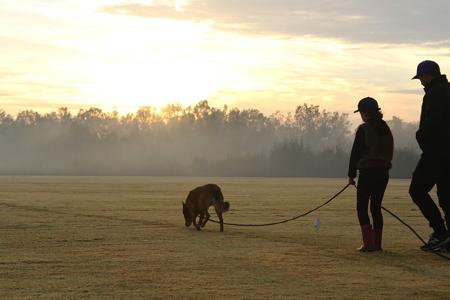 Belgian Shepherd Dog (Malinois) for sale by TYRR