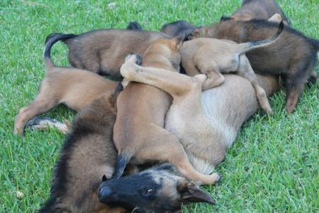 Belgian Shepherd Dog (Malinois) for sale by TYRR