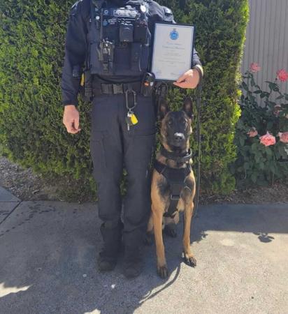 Belgian Shepherd Dog (Malinois) for sale by TYRR