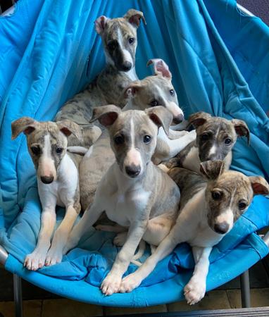 Whippet for sale by ARGORAZI