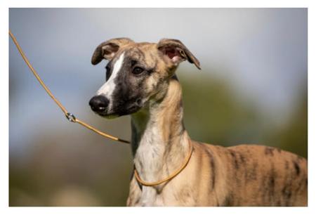 Whippet for sale by ARGORAZI