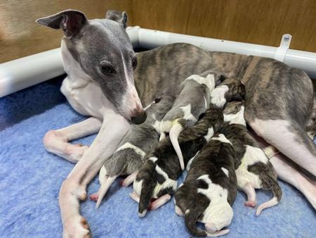 Whippet for sale by ARGORAZI