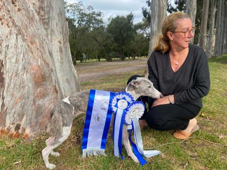 Whippet for sale by ARGORAZI