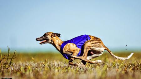 Whippet for sale by ARGORAZI
