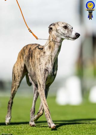 Whippet for sale by ARGORAZI