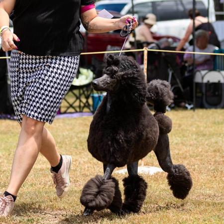Poodle (Standard) for sale by EMGRAISEE