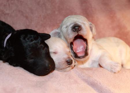 Poodle (Standard) for sale by EMGRAISEE