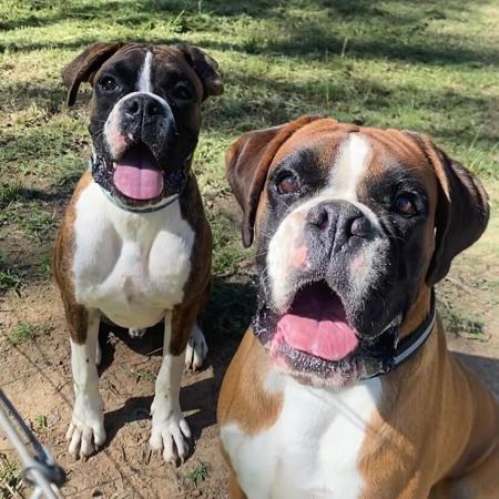 Boxer for sale by EMGRAISEE