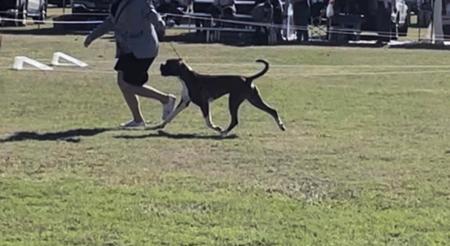 Boxer for sale by EMGRAISEE