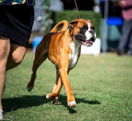 Boxer for sale by EMGRAISEE