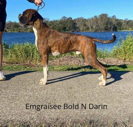 Boxer for sale by METJGRANT250MSNCOM