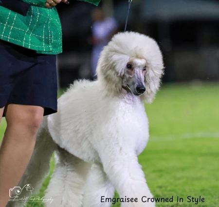 Poodle (Standard) for sale by EMGRAISEE