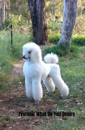 Poodle (Standard) for sale by EMGRAISEE