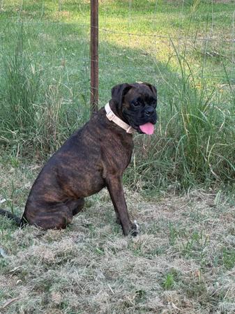 Boxer puppy for sale by METJGRANT250MSNCOM
