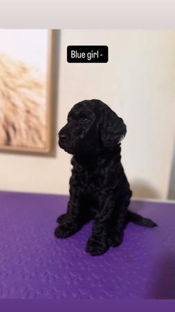 Poodle (Standard) for sale by EMGRAISEE