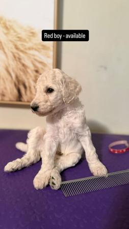 Poodle (Standard) for sale by EMGRAISEE
