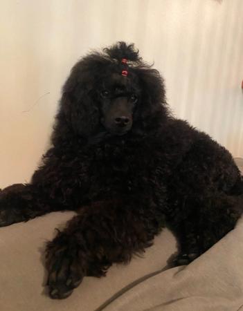 Poodle (Miniature) puppy for sale by METJGRANT250MSNCOM
