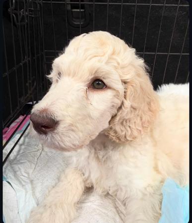 Poodle (Standard) puppy for sale by METJGRANT250MSNCOM