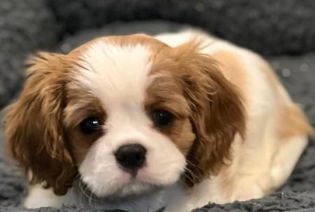 Cavalier King Charles Spaniel puppy for sale by CASS