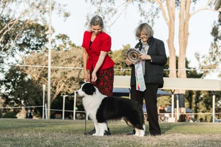 Border Collie for sale by CELTICHEART
