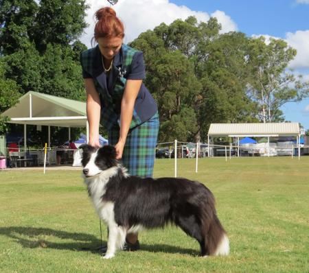 Border Collie for sale by CELTICHEART
