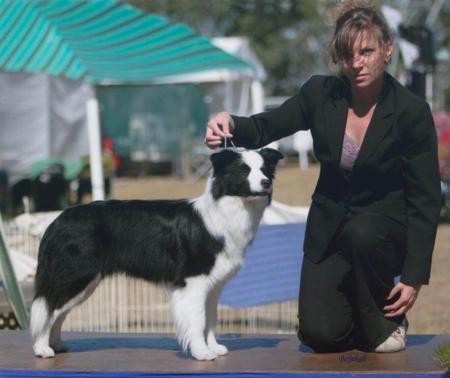 Border Collie for sale by CELTICHEART