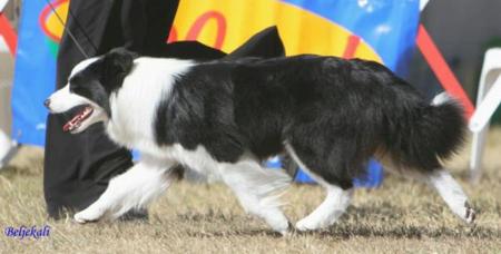 Border Collie for sale by CELTICHEART