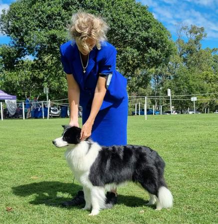 Border Collie for sale by CELTICHEART