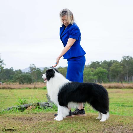 Border Collie for sale by CELTICHEART