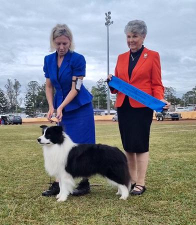 Border Collie for sale by CELTICHEART