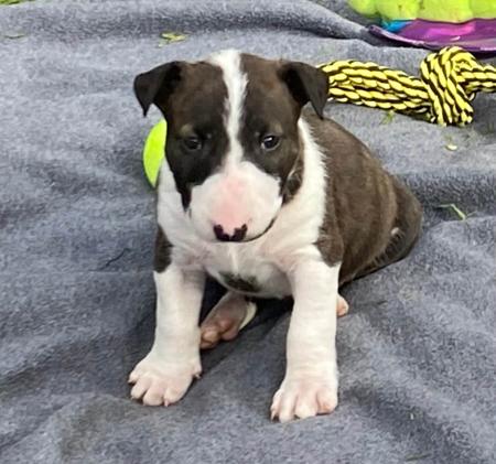 Bull Terrier puppy for sale by CYCLOP