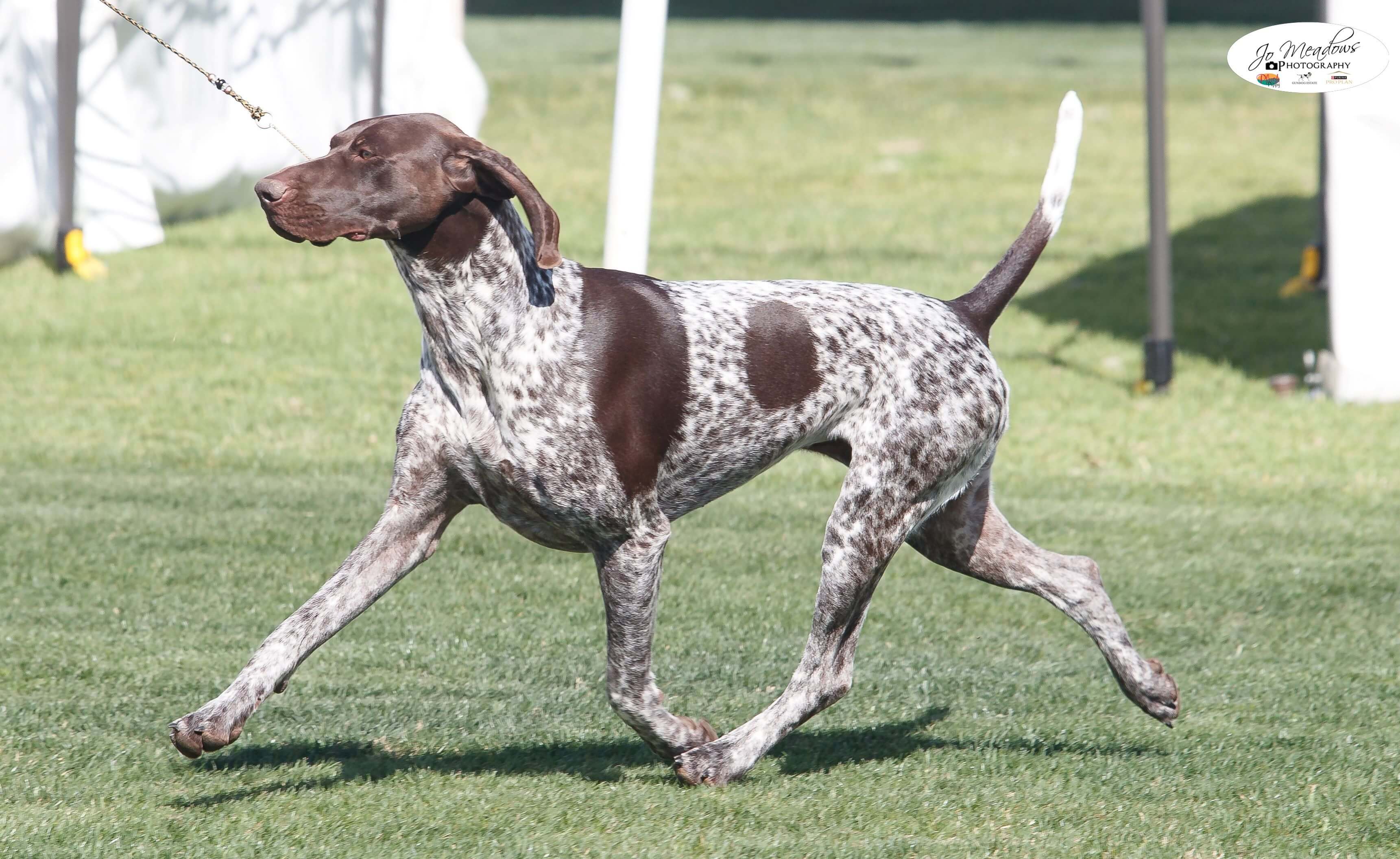 RUBISS BIG Aust Ch Sevoier Walk The Wire German Shorthaired Pointer ...