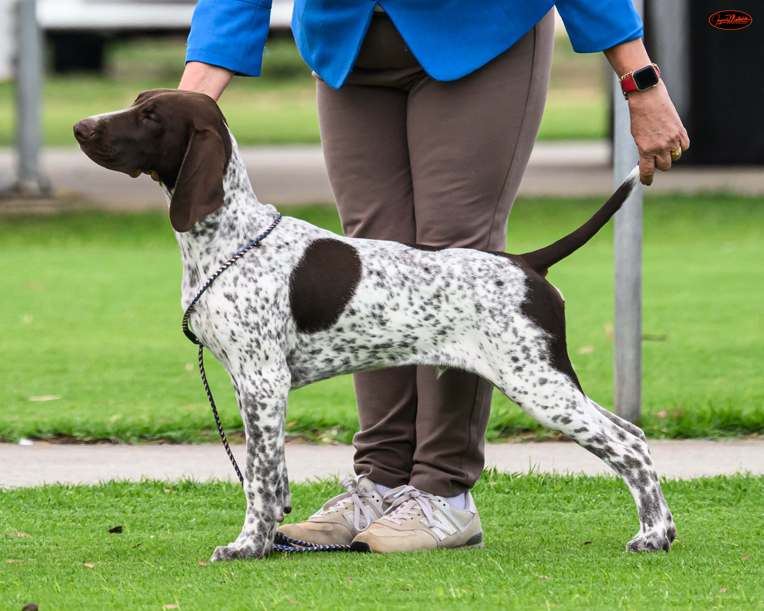 Sevoier Parsifal (AI) German Shorthaired Pointer - Owned by Sevoier Kennels