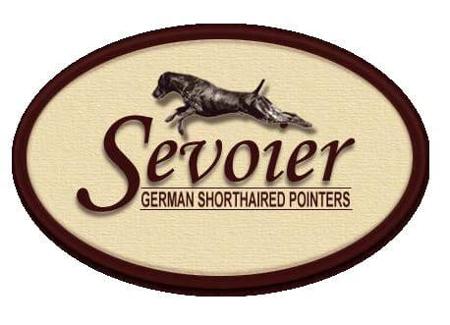 German Shorthaired Pointer for sale by SEVOIER