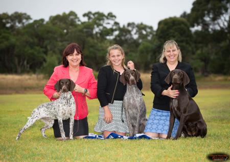 German Shorthaired Pointer for sale by SEVOIER
