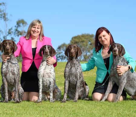 German Shorthaired Pointer for sale by SEVOIER
