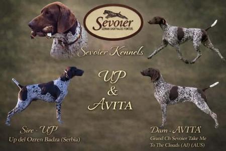 German Shorthaired Pointer puppy for sale by SEVOIER