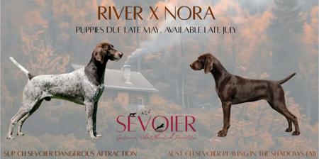 German Shorthaired Pointer puppy for sale by SEVOIER