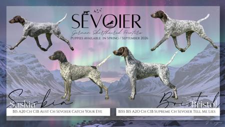 German Shorthaired Pointer puppy for sale by SEVOIER