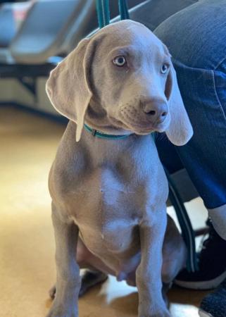 Weimaraner for sale by SILVERODHAR