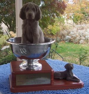 Weimaraner for sale by SILVERODHAR