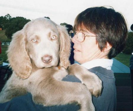 Weimaraner for sale by SILVERODHAR