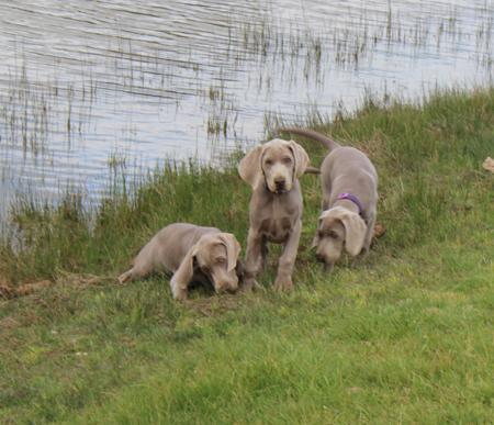 Weimaraner for sale by SILVERODHAR