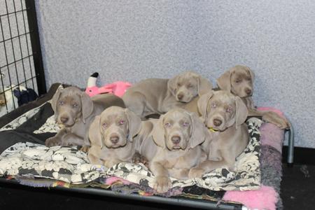Weimaraner for sale by SILVERODHAR