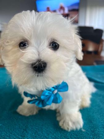 Maltese for sale by SILVERMIST