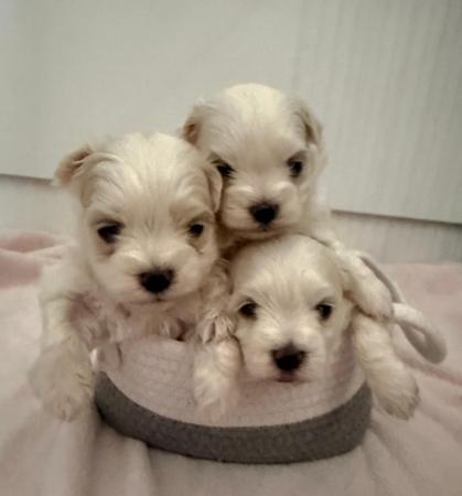 Maltese for sale by SILVERMIST